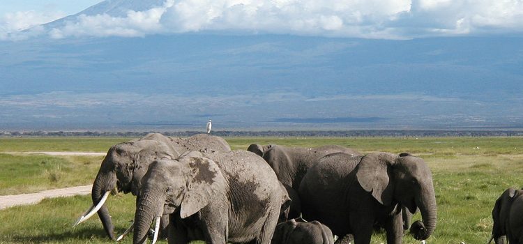 Aventure en Afrique : découvrir les plus beaux coins du Kenya